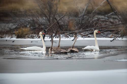 Лебединое озеро