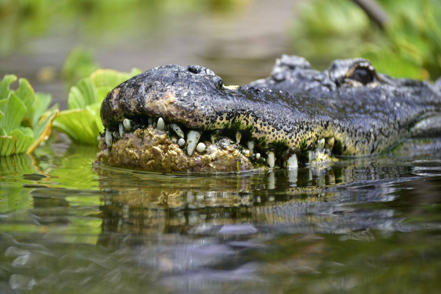 , Корнейчук Игорь