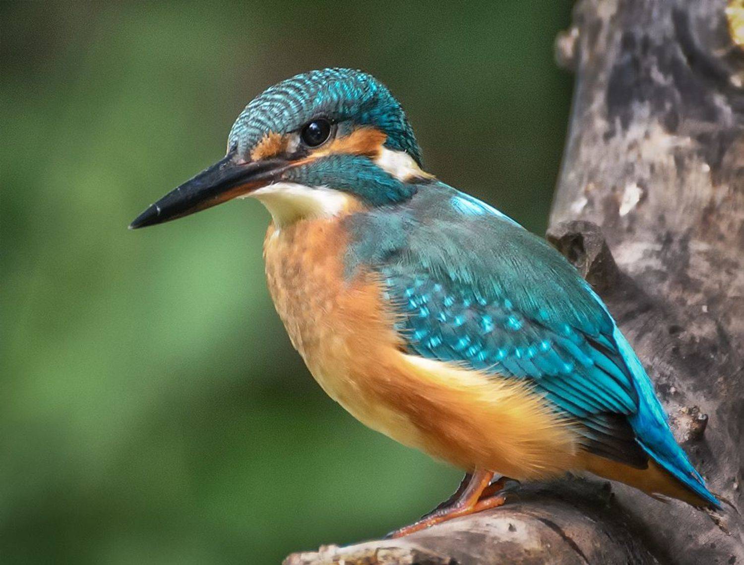 , Анатолий Зверев