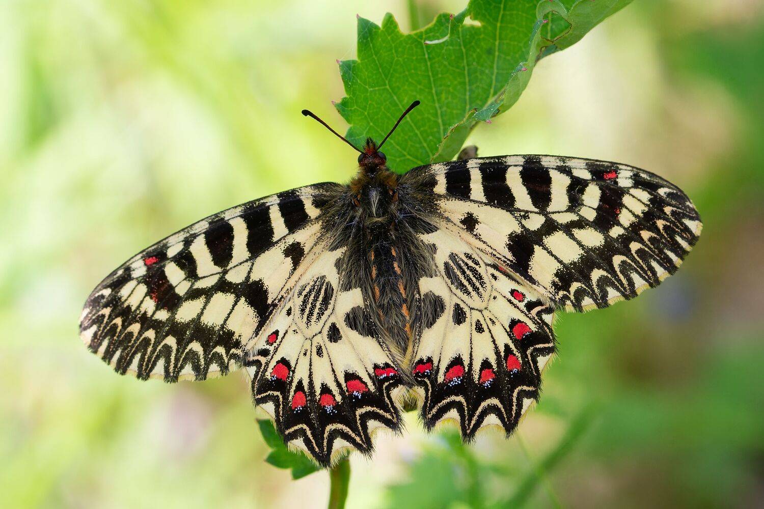 поликсена, zerynthia polyxena, парусники, papilionidae, бабочка, Павел Черенков