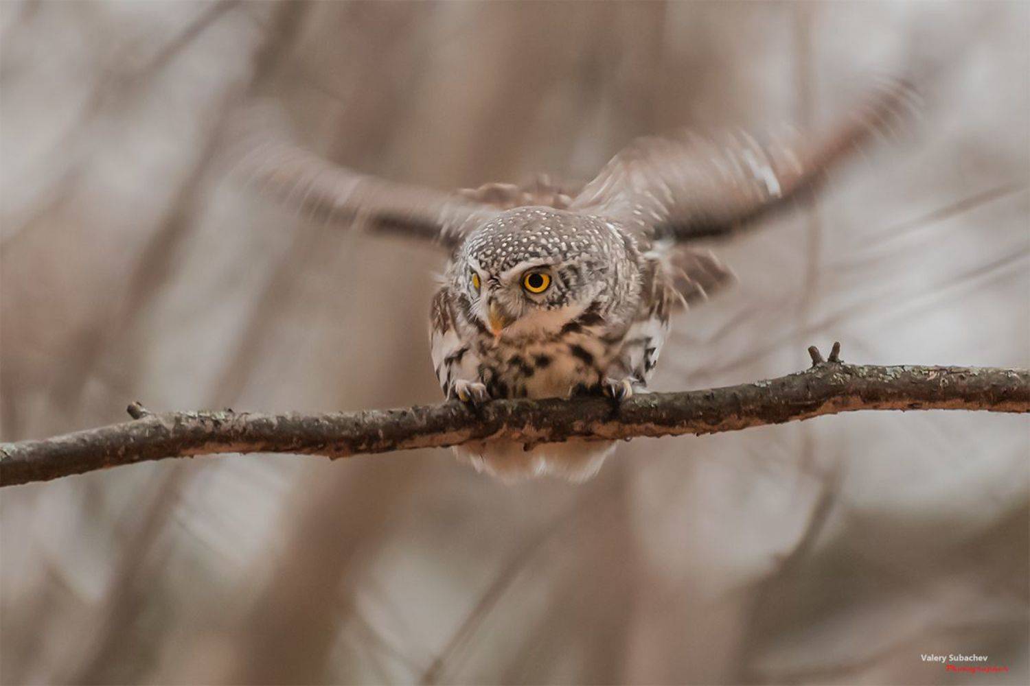 , Валерий Субачев