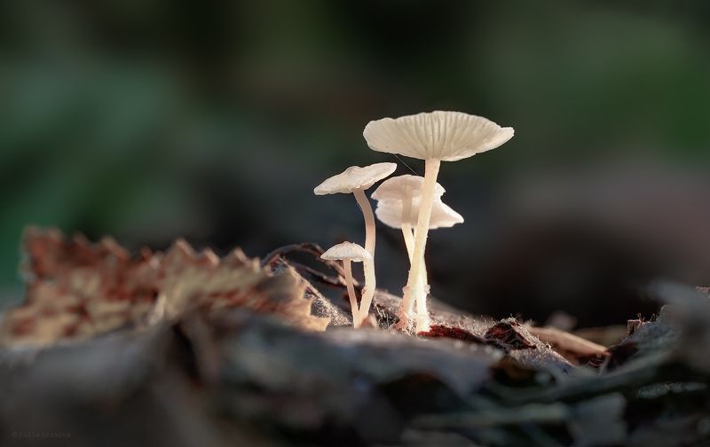 поганки, грибы, макро, macro Поганочки фото превью