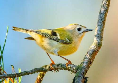 Goldcrest
