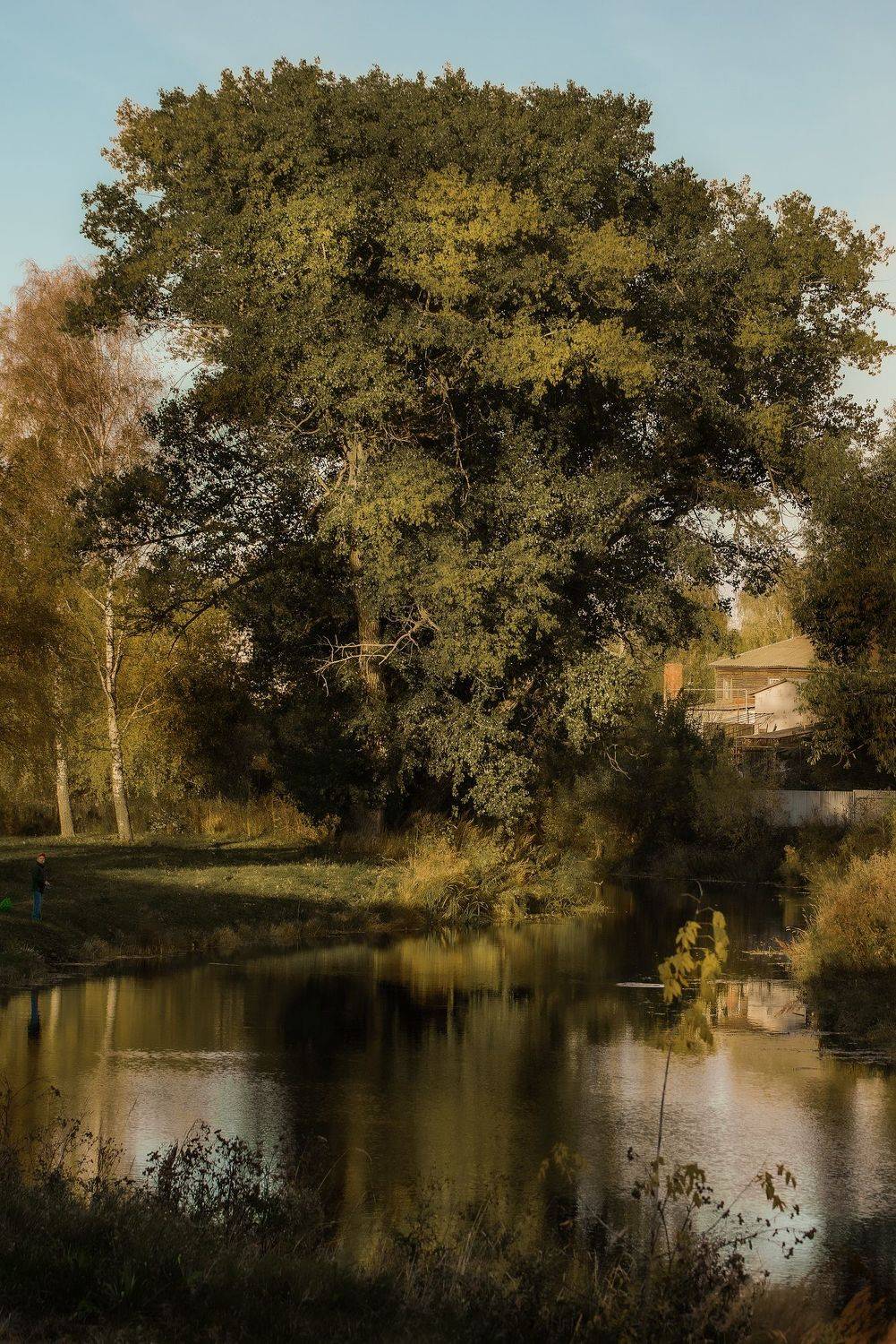 Старое дерево,раскидистая ива,осеннее дерево,богатая листва,, Крышковец Владимир