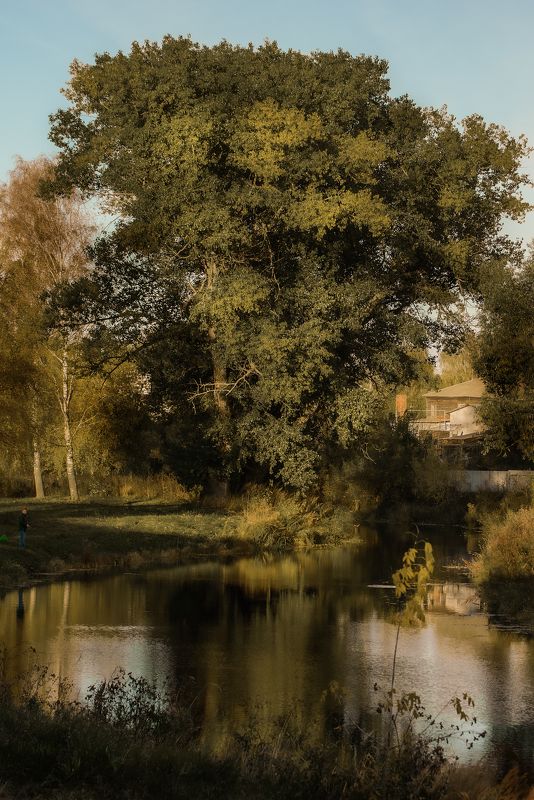 Старое дерево,раскидистая ива,осеннее дерево,богатая листва, Густое старое дерево. фото превью