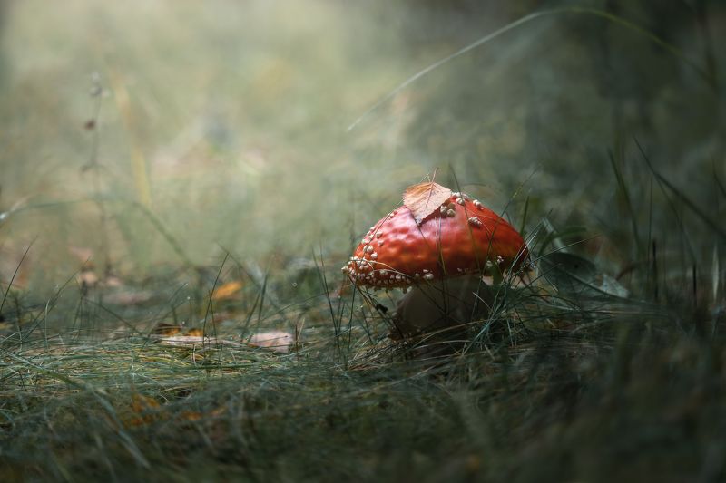 Осень под ногами фото превью