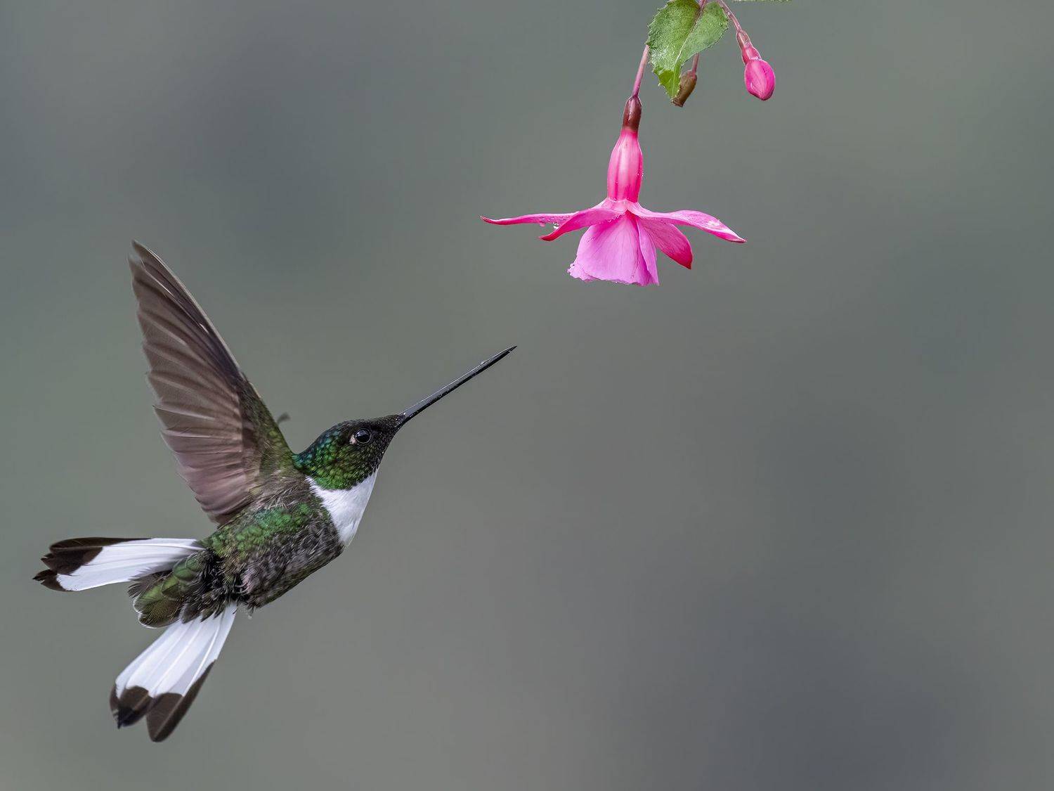 , Burgalin Sequeira Fernando