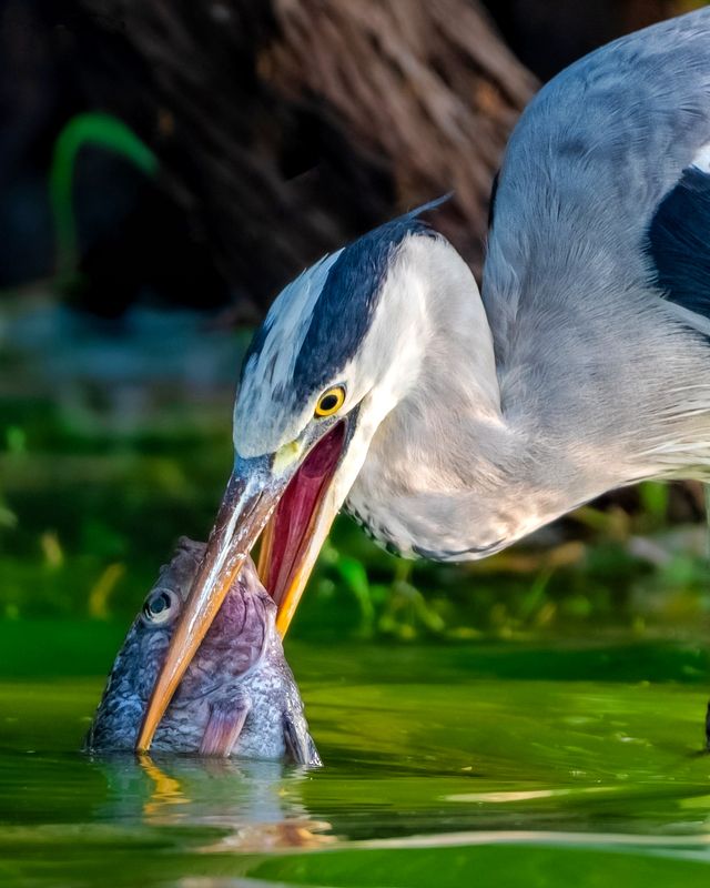 #nature #wildlife Grey heron hunt tilapia fish  фото превью