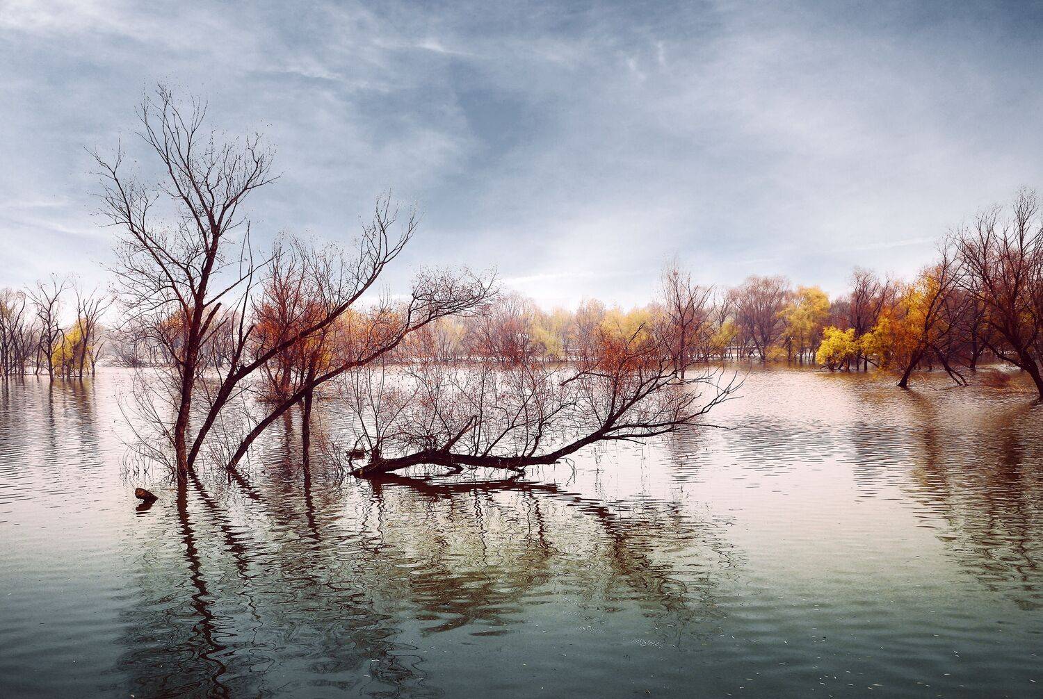 湿地冬柳叶儿红, 吴 微雨墨烟鸿