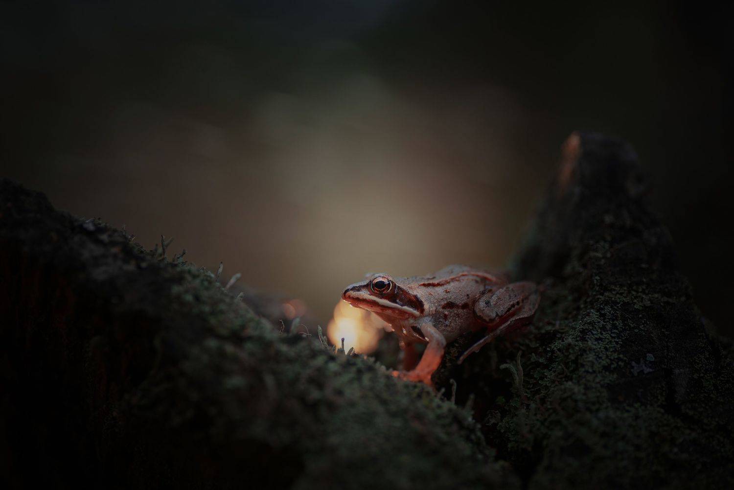 , Лапшина Владлена