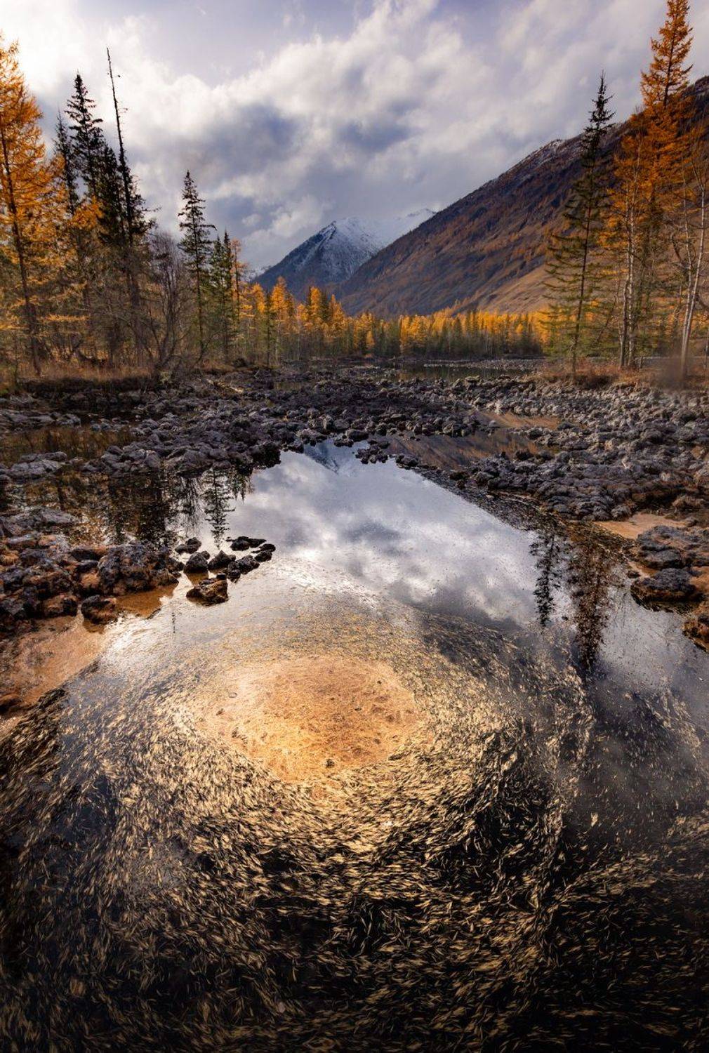 , Трофимов Алексей