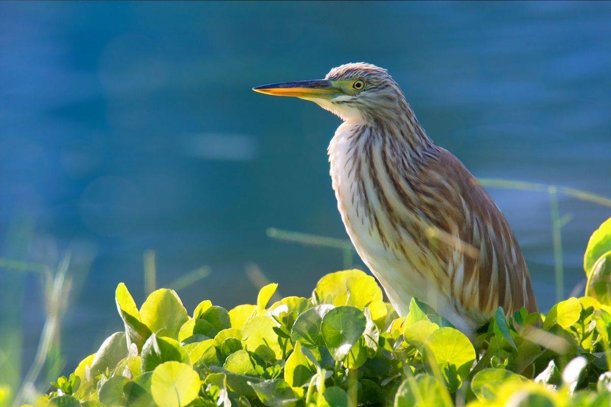 , Людмила Бекман