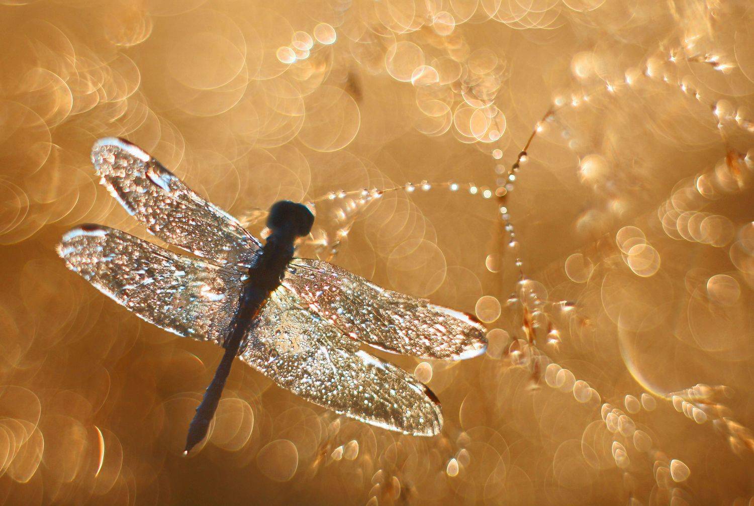 стрекоза, лето, Александр Свистков