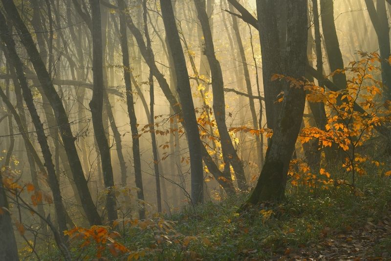 Рассвет в осеннем лесу фото превью