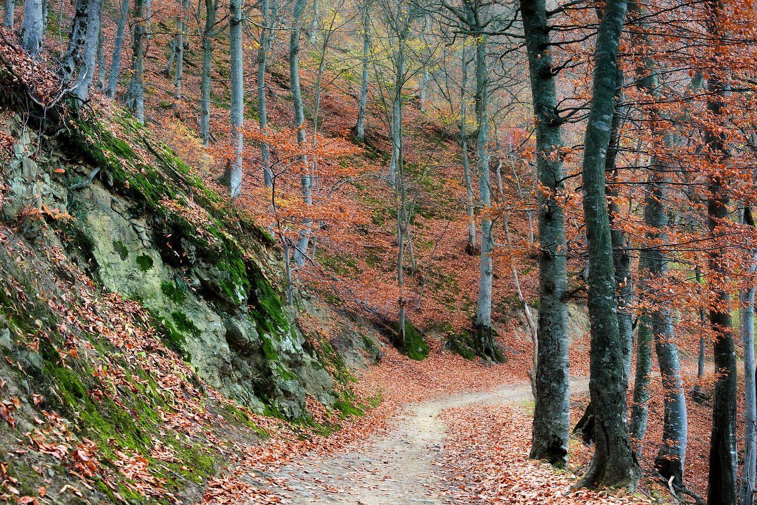 тропинка,ноябрь,буки,лес,пейзаж, Елена Брежицкая