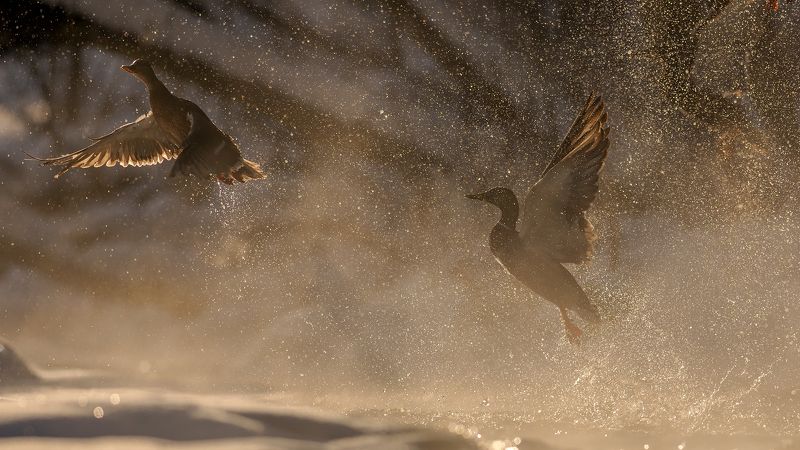 Взлёт крякух. фото превью