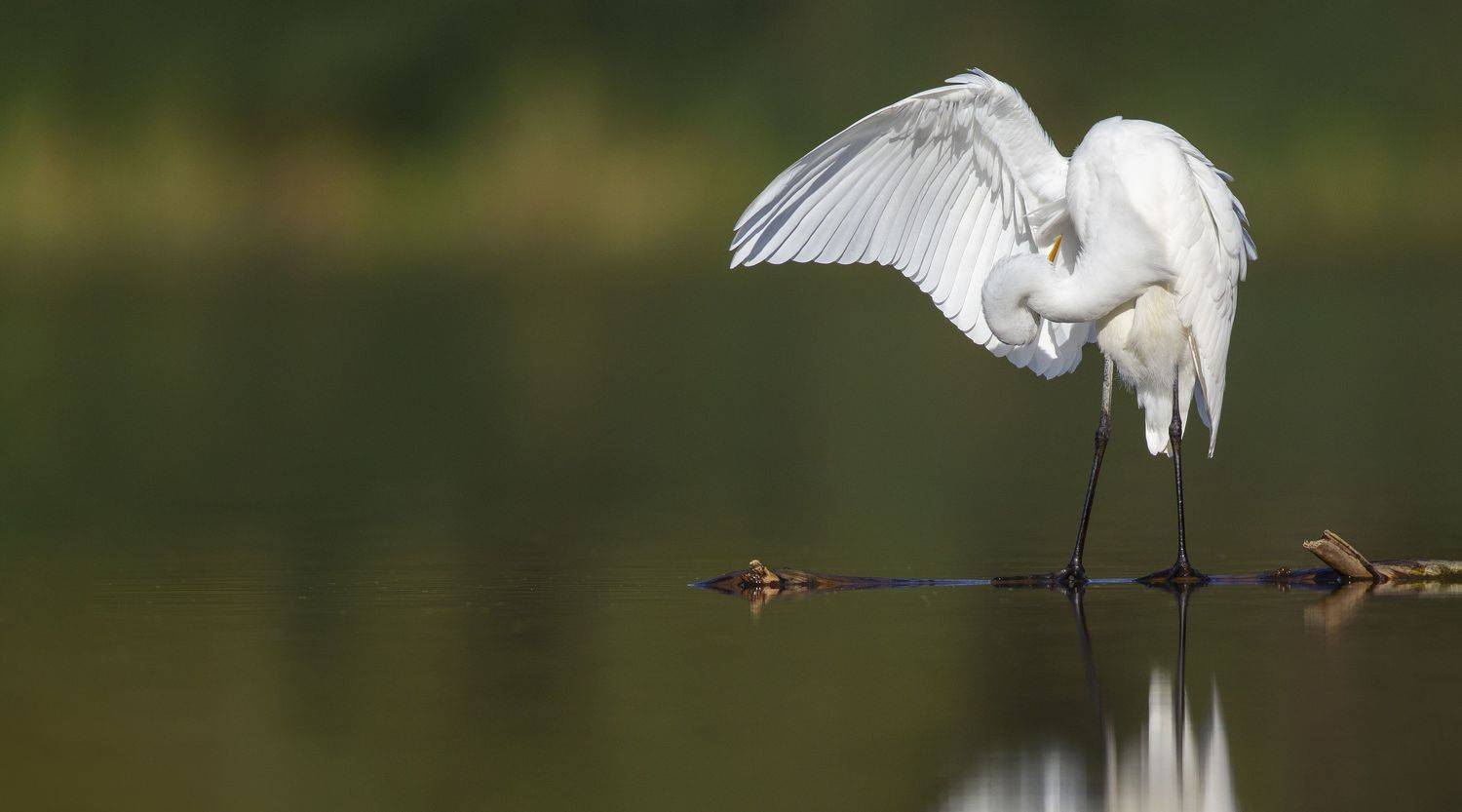 great egret ,  Christopher