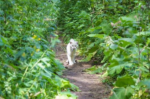 Встреча с усатым охотником.