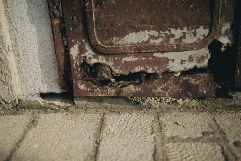 ящерица, ржавое, животнэ, рептилия Жизнь всегда побеждает фото превью