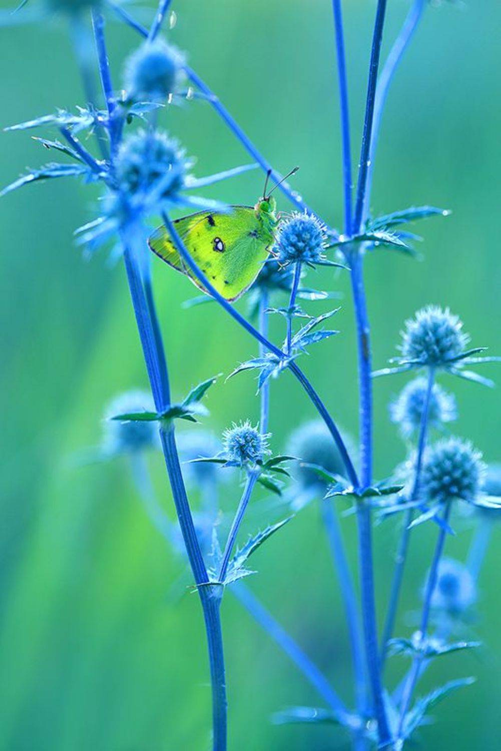 лето, макро, бабочка, синеголовник, роса, Sokolova Tatiana