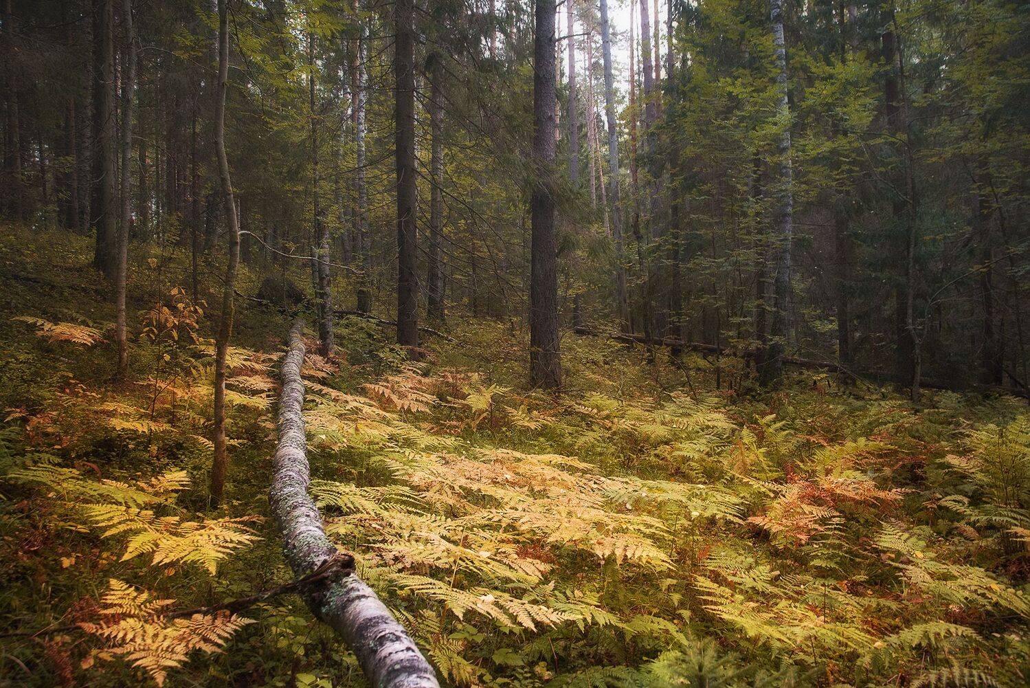 ленинградская область, лес, папоротник, чаща, осень, Чавыкина Анастасия