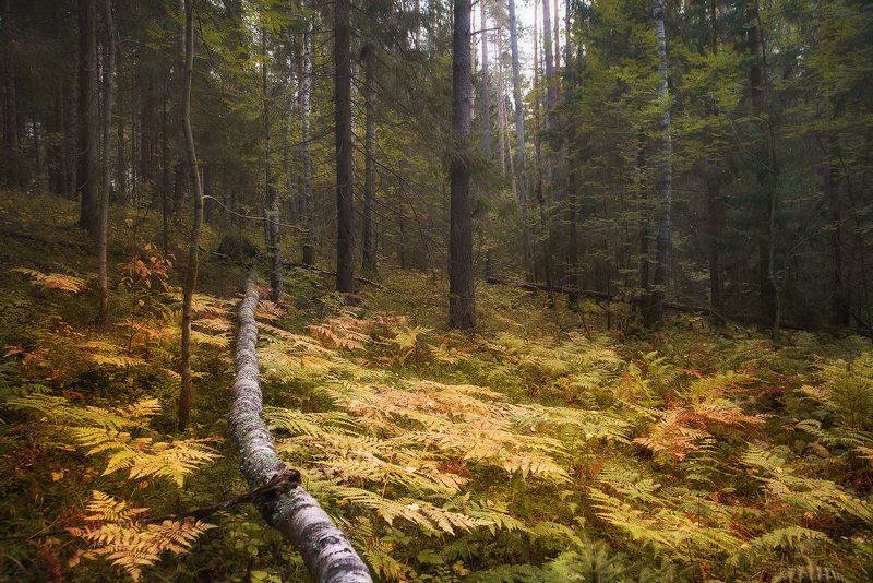 Золото леса фото превью