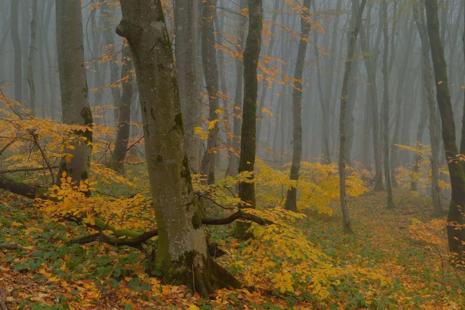 осень листва утро лес туман, Александр Жарников