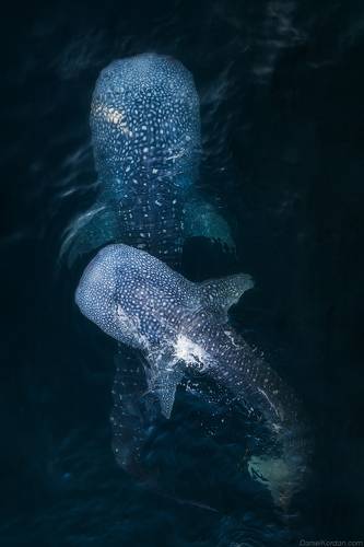 Whale sharks