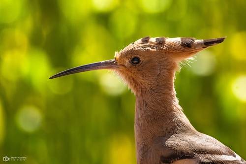 Eurasian Hoopoe (Upupa epops)