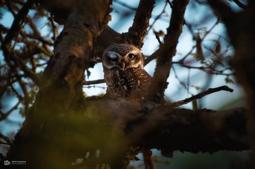 Spotted Owlet (Athene brama)