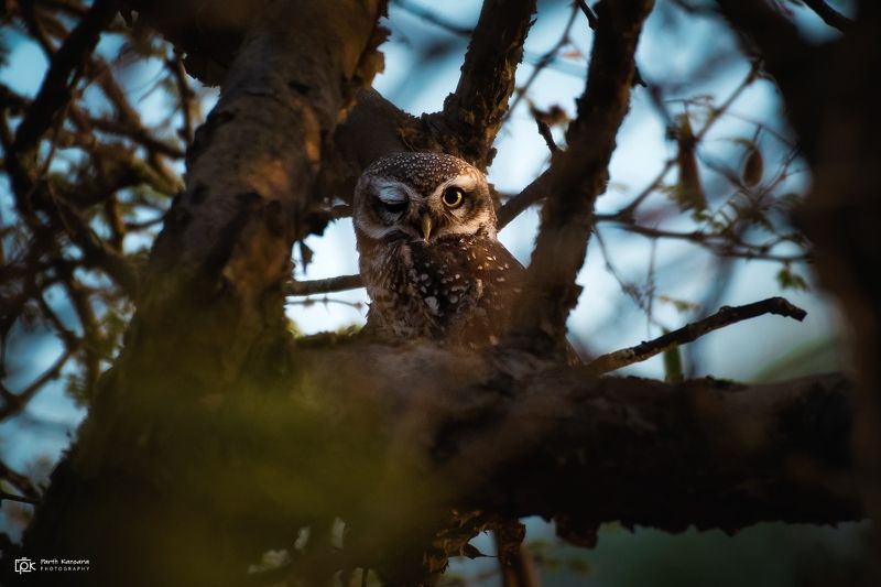 spotted owlet, athene brama, grk, greater rann of kutch, nature, 35awards, 35photo, wildlife, birds, birds of india, parth kansara, parth kansara wildlife, indian wildlife, photo, photography, kutch, birds of kutch, nakhatrana, kutch wildlife, Spotted Owlet (Athene brama) фото превью