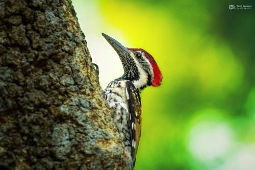 Black-rumped Flameback (Dinopium benghalense)
