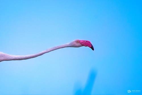 Greater Flamingo (Phoenicopterus roseus)