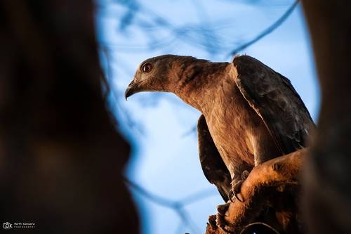 Oriental Honey-buzzard (Pernis ptilorhynchus)
