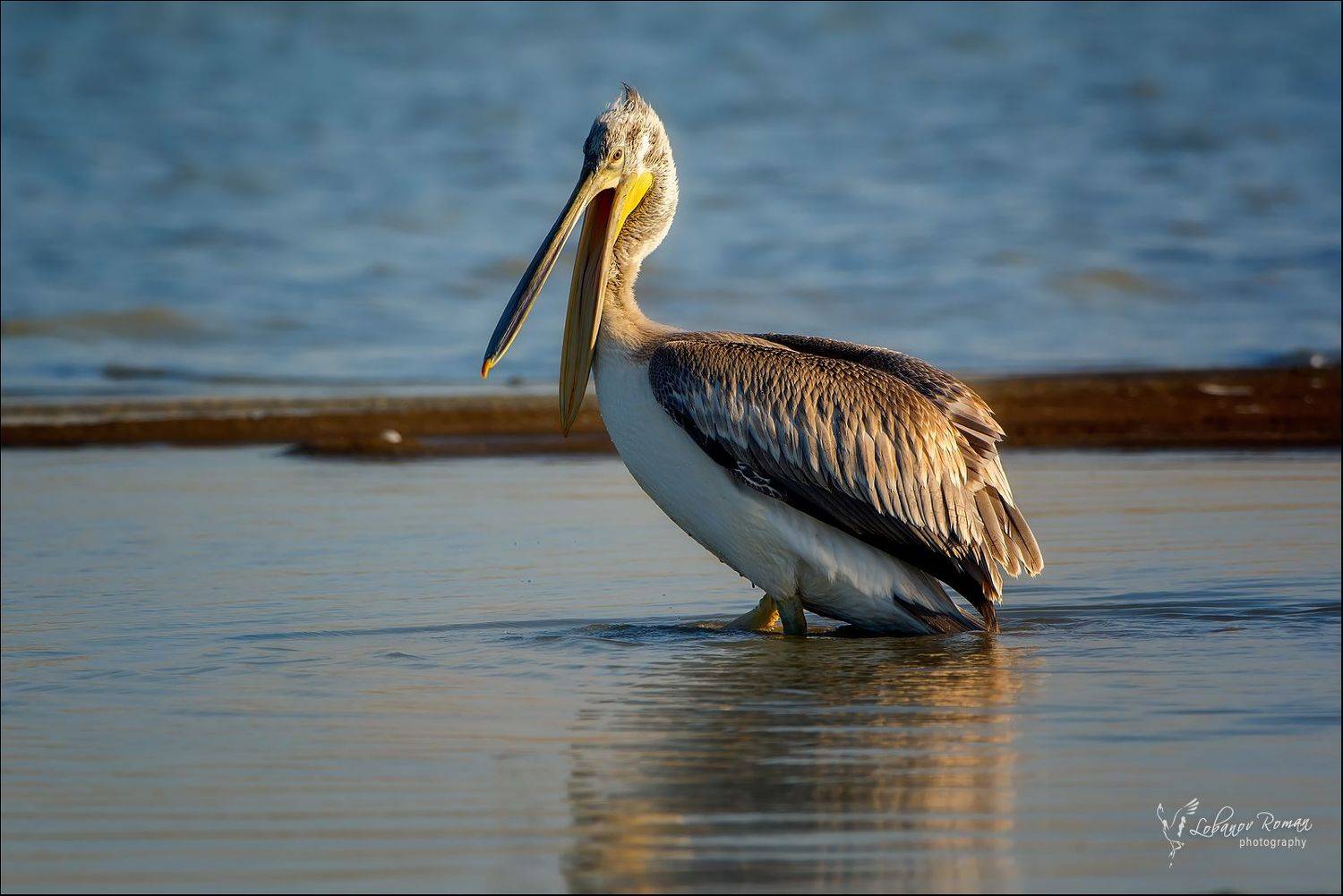, Лобанов Роман