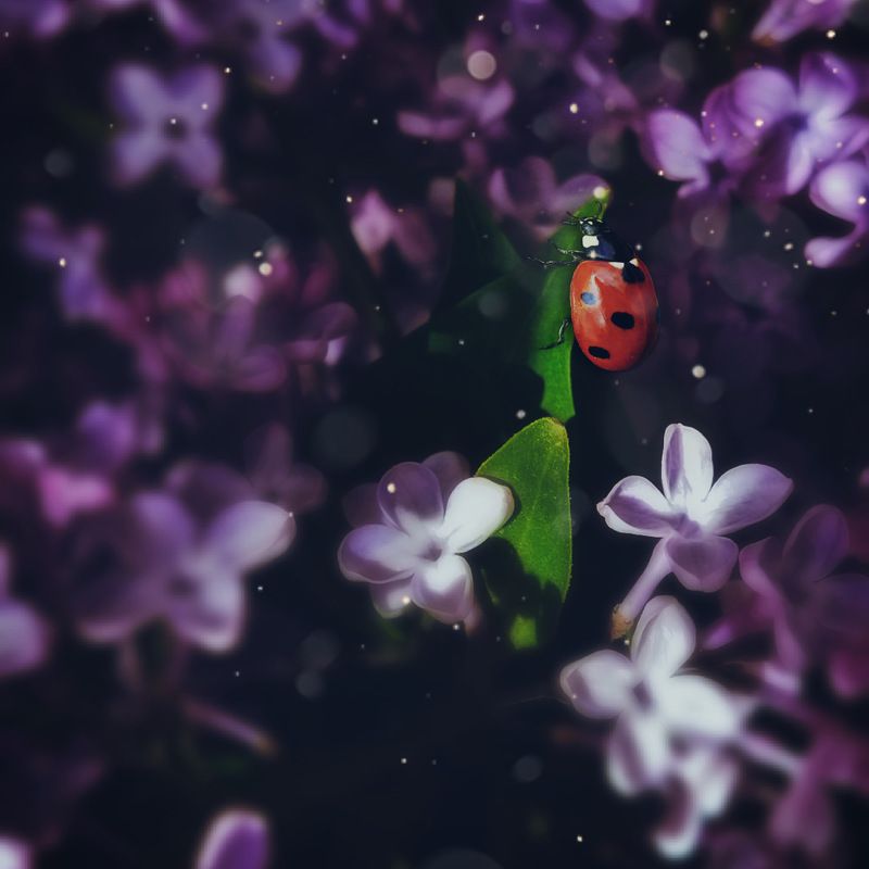 Май фото превью