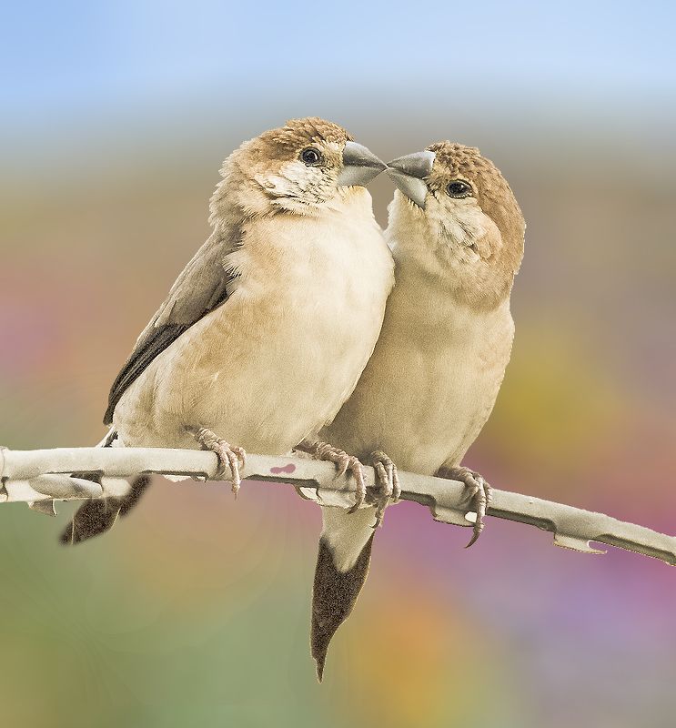 Indian Silver bill Finch фото превью