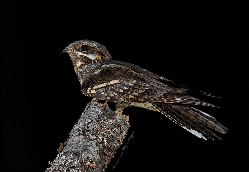 козодой, трель, ночь Ночная трель козодоя фото превью