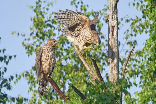 Ястребы-тетеревятники