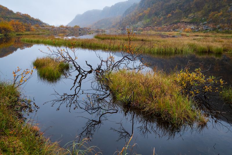 Териберка, дерево, береза, озеро, туман, гладь Отражение фото превью