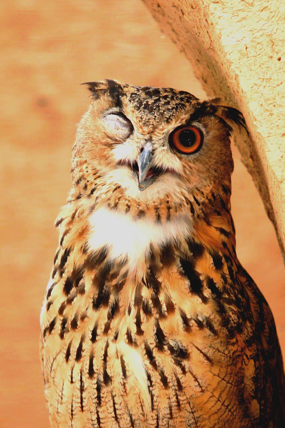 , mehdi karimi souderjani