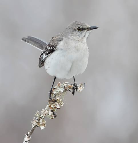 Northern Mockingbird - Многоголосый пересмешник