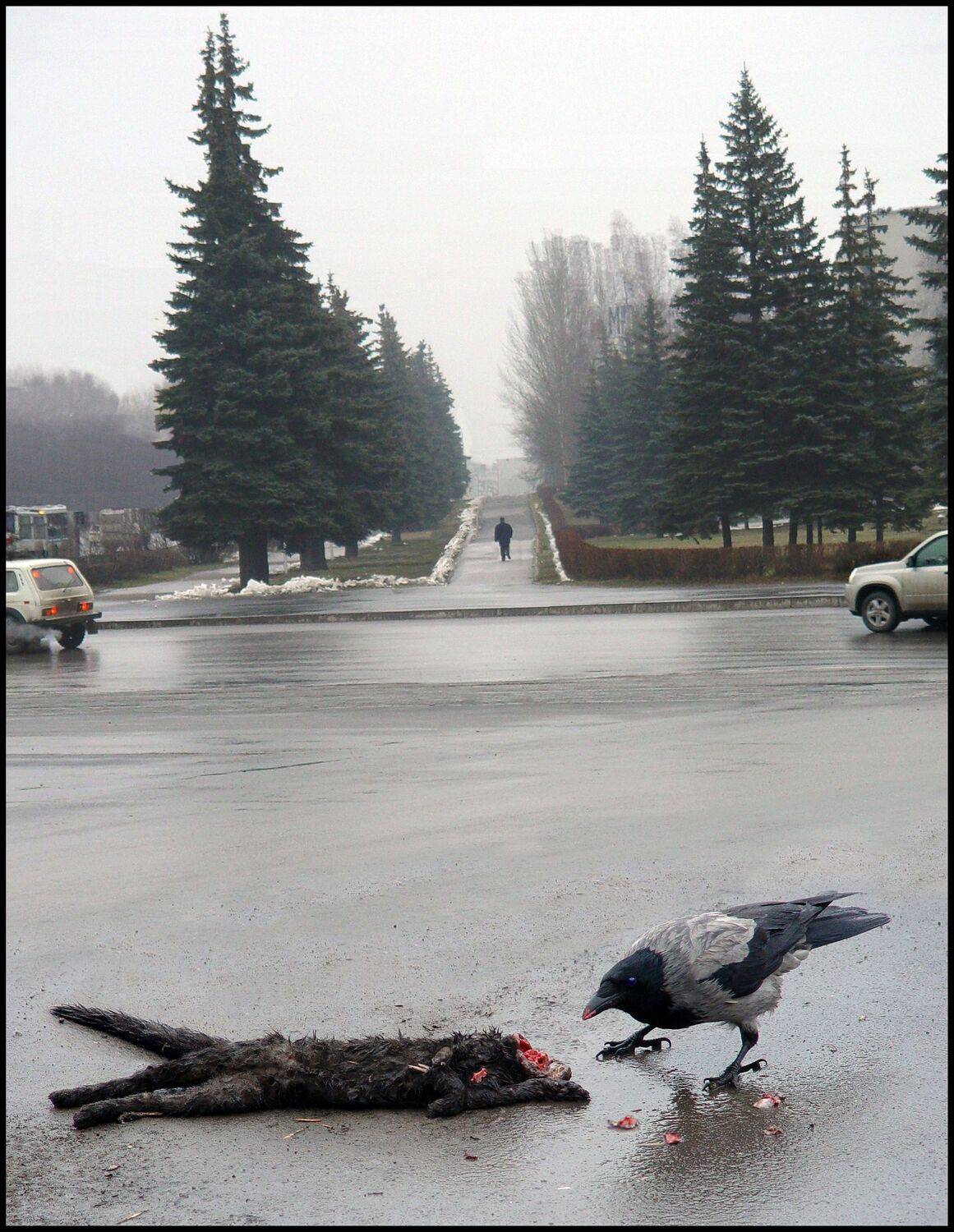 , Меднов Влад