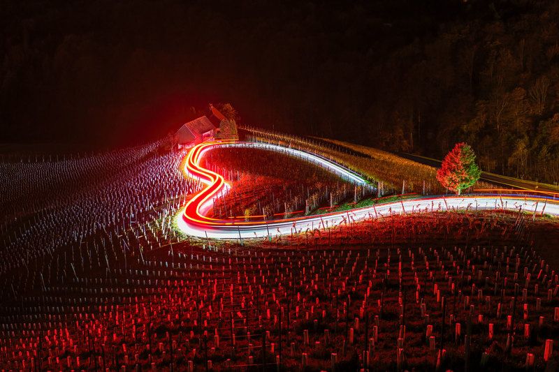 Heart Between Vineyard, Slovenia.. фото превью