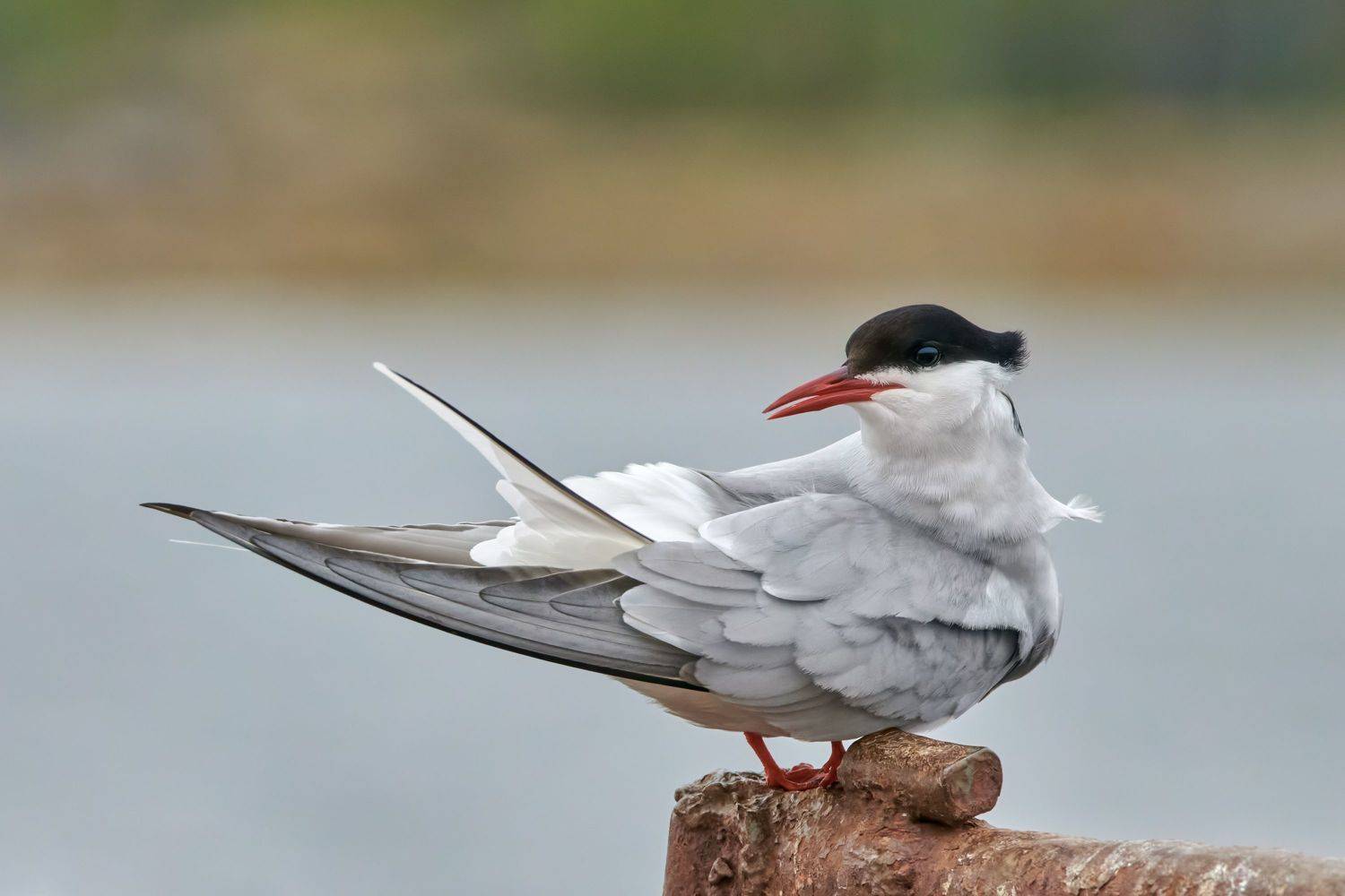 #bird #wildlife #nature #birdphotography, Александр Семенов