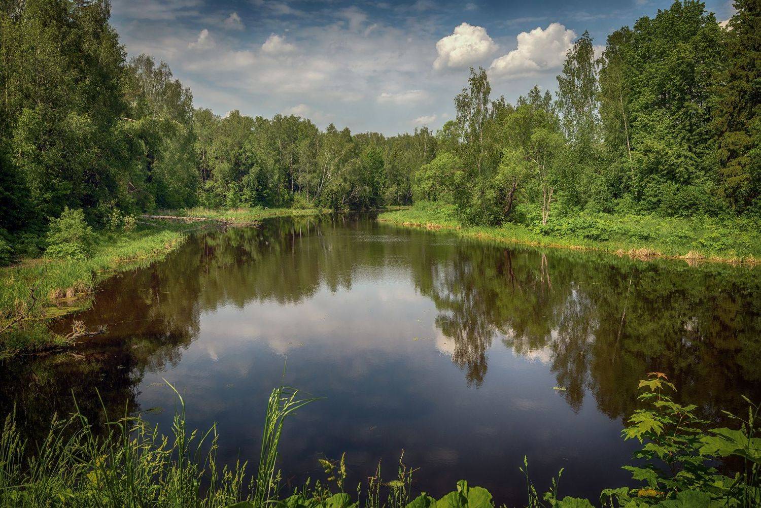 река, лето, июнь, лес, штиль, Сергей Аникин