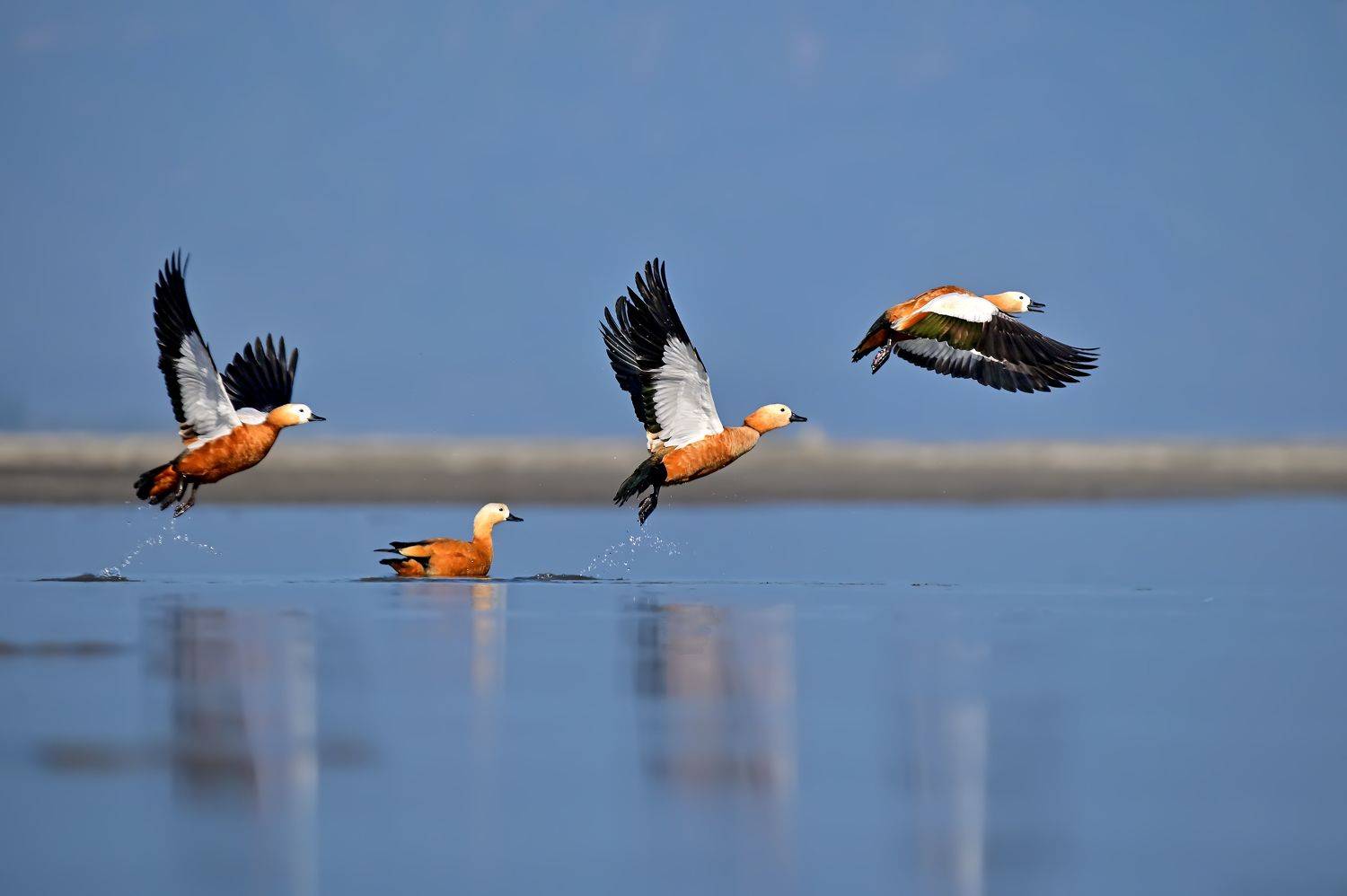 bird,wildlife,wetland, Pinaki Ghosh