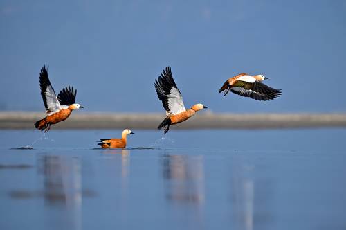The ruddy shelduck