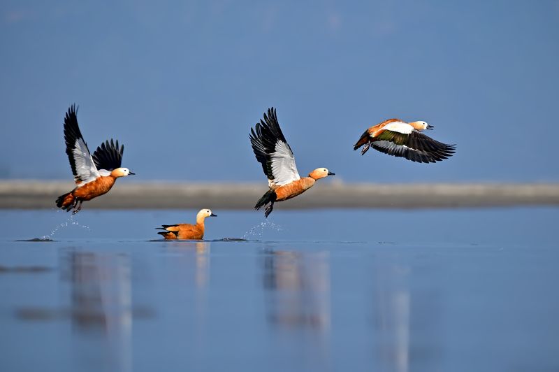 bird,wildlife,wetland The ruddy shelduck фото превью