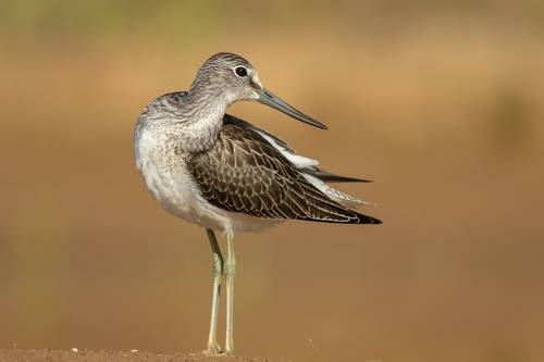 Большой улит